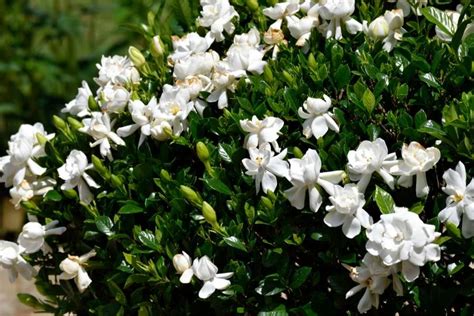 Gardenia jasminoides 'Radicans' (Jazmín del Cabo)